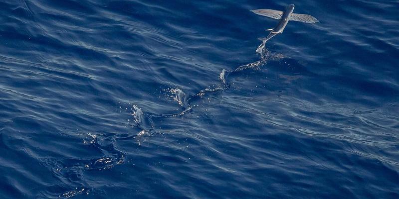 FC3355协议解析:从软件开发到编程实战的深度教程