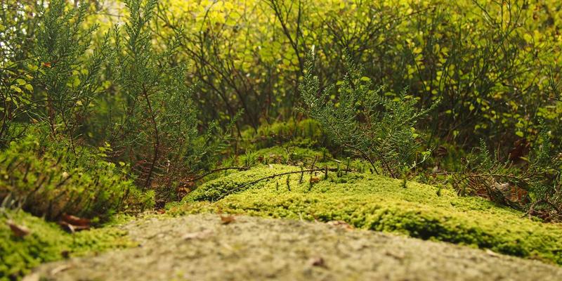 企业级SD-WAN组网方案：优化多分支网络性能的编程教程与FC3355实践