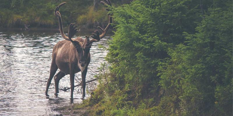 复古科技启示录：边缘计算中的轻量级协议与低延迟传输实战