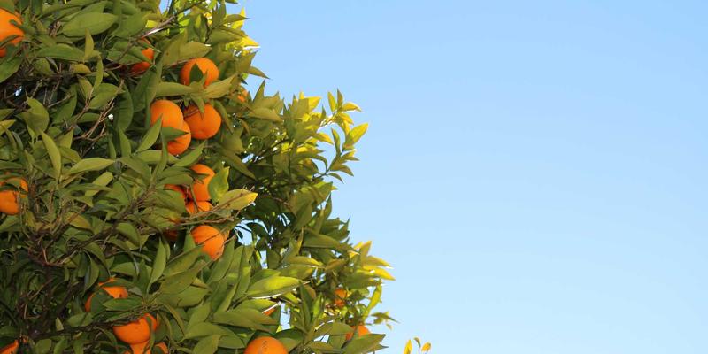 网络技术进阶指南:核心技能、开发资源与高效学习路径